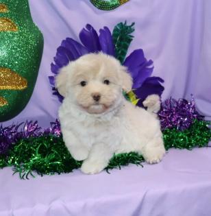 Female Cream Maltipoo Puppy 