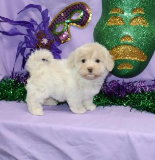 Female Cream Maltipoo Puppy 