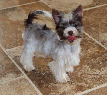 Male Tiny Teacup Chocolate and White Parti Yorkie puppy 