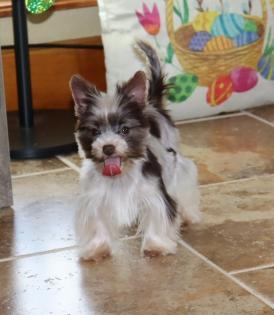 Male Tiny Teacup Chocolate and White Parti Yorkie puppy 