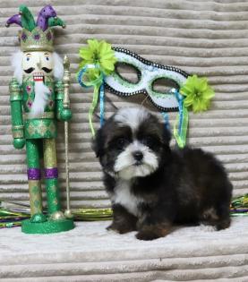 Female Dark Sable with White Markings Yorkiepoo 
