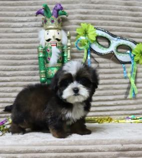 Female Dark Sable with White Markings Yorkiepoo 
