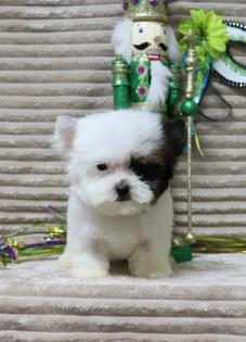 Male Black and White Parti TCup Yorkiepoo 