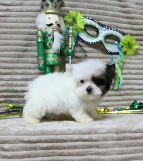 Male Black and White Parti TCup Yorkiepoo 