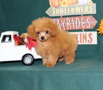 Female Red Tiny Teacup Poodle 