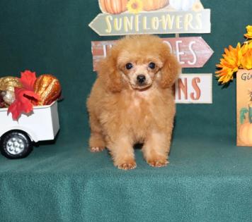 Female Red Tiny Teacup Poodle 