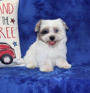 Female Blueberry Merle Yorkiepoo 