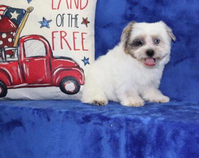 Female Blueberry Merle Yorkiepoo 