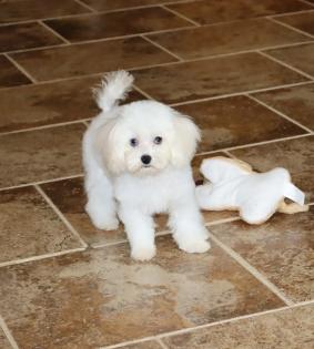 Male White and Cream Maltipoo Teacup Puppy with Blue Eyes 
