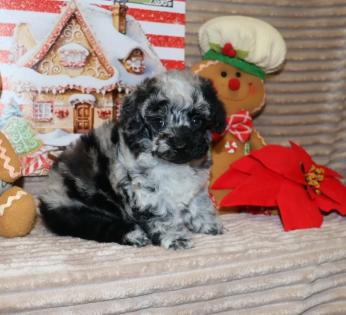 Male Blue Merle Poodle  