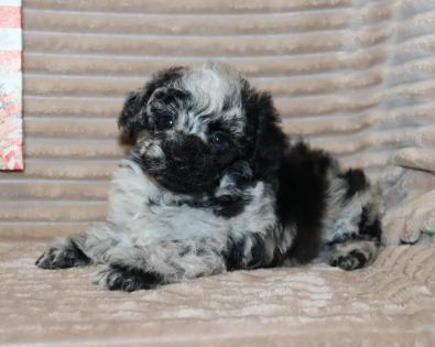 Male Blue Merle Poodle  