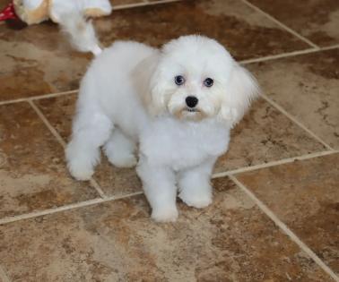 Male White and Cream Maltipoo Teacup Puppy with Blue Eyes 