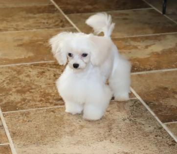 Male White and Cream Maltipoo Teacup Puppy with Blue Eyes 