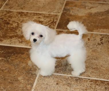 Male White and Cream Maltipoo Teacup Puppy with Blue Eyes 