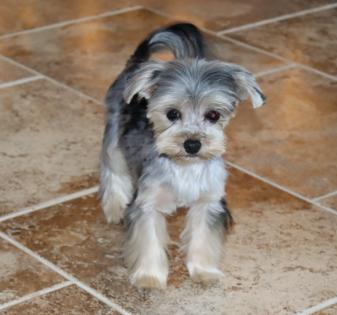Male Blue Merle Yorkiepoo 