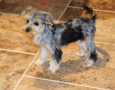 Male Blue Merle Yorkiepoo 