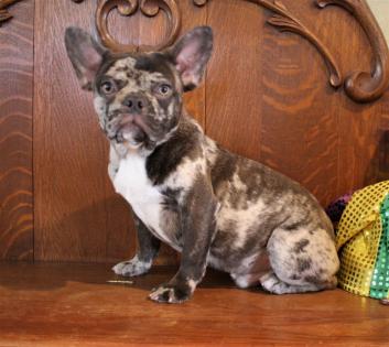 Chocolate Merle French Buldog puppies 