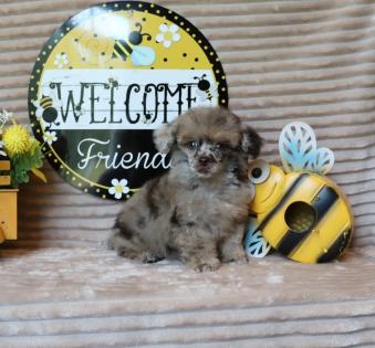 Female Chocolate Merle Poodle 