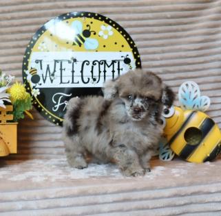 Female Chocolate Merle Poodle 