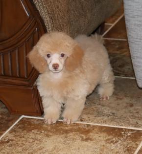 Female Hidden Merle Poodle with a Chocolate Nose. 
