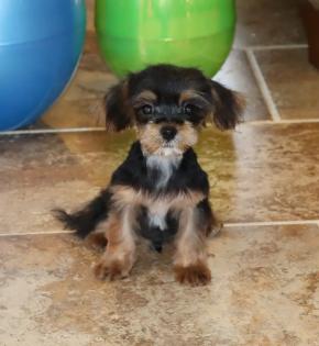 Male Black and Gold T-Cup Yorkiepoo 