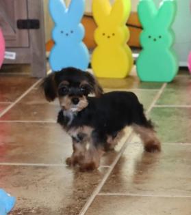 Male Black and Gold T-Cup Yorkiepoo 