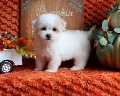 Male White and Tan Parti Maltipoo Puppy 