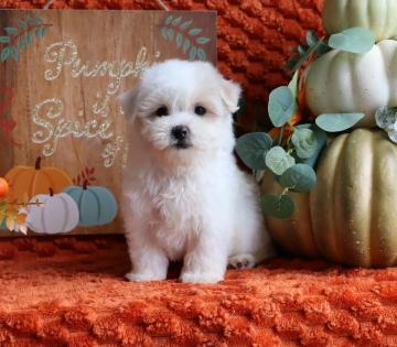 Male White and Tan Parti Maltipoo Puppy 