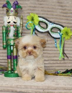 Male Apricot Yorkipoo 