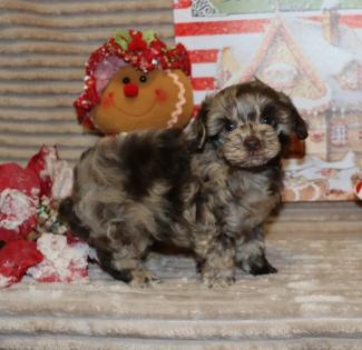 Male Chocolate Merle Poodle 
