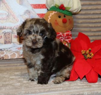 Male Chocolate Merle Poodle 