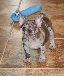 Male Chocolate Merle French Bulldog with Blue Green Eyes 