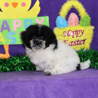 Male Black and White Parti Yorkipoo 