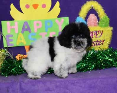 Male Black and White Parti Yorkipoo 
