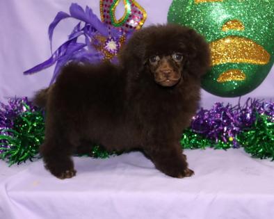 Female Chocolate Poodle 