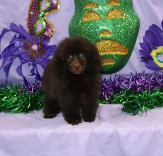 Female Chocolate Poodle 