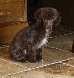 Darkest Chocolate Female Teacup Poodle 