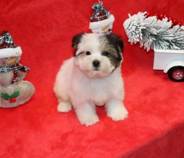 Male Black and White Parti Yorkie Puppy  