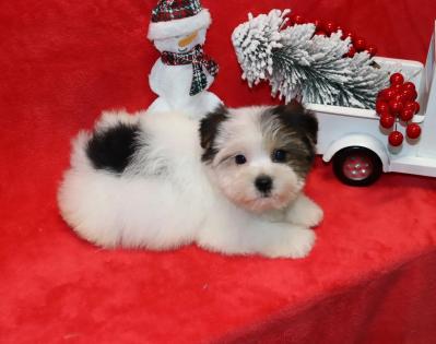 Male Black and White Parti Yorkie Puppy  