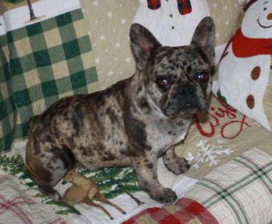 Bulldog French Merle
