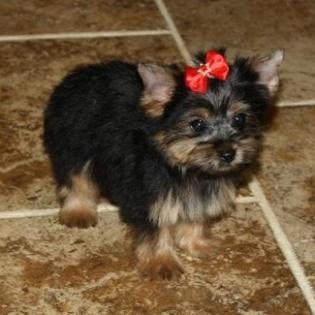 Black and Gold Female Yorkie 