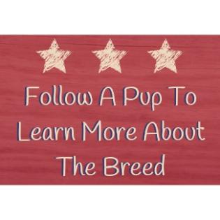Teacup and Tiny Toy Breeds 
