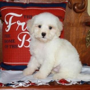 Apricot and White Maltipoo Puppy 