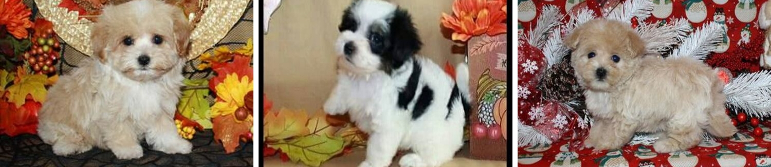 Maltipoo designer breed puppies