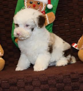 Male White with Chocolate Merle Markings Poodle 