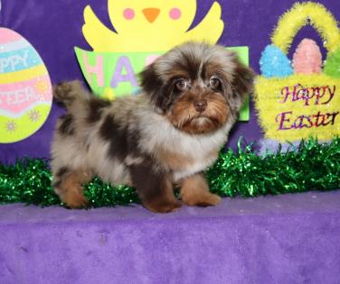 Female Chocolate Merle Yorkipoo 