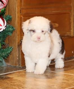 Male White with Chocolate Merle Markings Poodle 