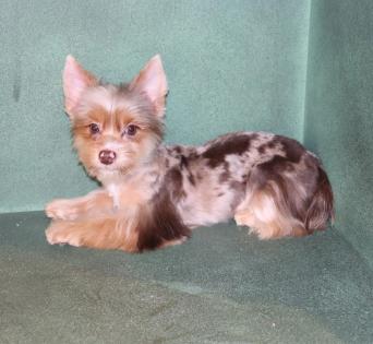 Male Chocolate Merle Yorkie 