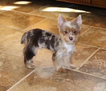 Male Chocolate Merle Yorkie 