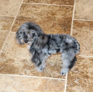 Blue Merle Poodle Male Blue Merle Poodle